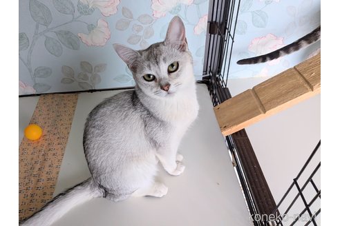 成約済の東京都のバーミラ-103289の20枚目
